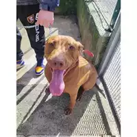 Foto dell\'animale COMUNE DI SALERNO - 380260160417230