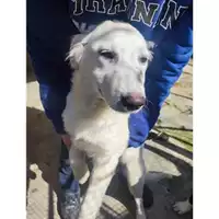 Foto dell\'animale COMUNE DI SALERNO - 380260170246801