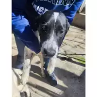 Foto dell\'animale COMUNE DI SALERNO - 380260170246803