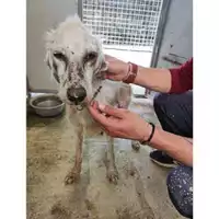 COMUNE DI SALERNO - 380260170246802