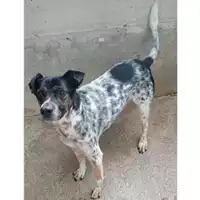 Foto dell\'animale COMUNE DI SALERNO - 380260042966635