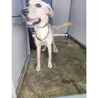 Foto dell\'animale COMUNE DI SALERNO - 380260170225039