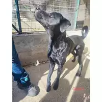 Foto dell\'animale COMUNE DI SALERNO - 380260170244091