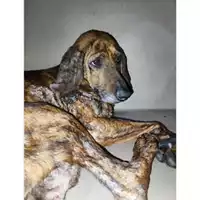 Foto dell\'animale COMUNE DI SALERNO - 380260170226559