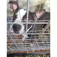 Foto dell\'animale COMUNE DI SALERNO - 380260170244409