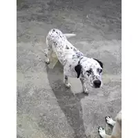 Foto dell\'animale COMUNE DI EBOLI - 380260044669465