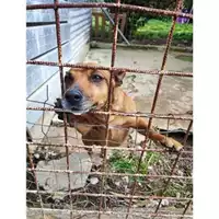 Foto dell\'animale COMUNE DI EBOLI - 380260044669172