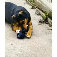 Foto dell\'animale COMUNE DI EBOLI - 380260170236101