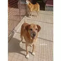 Foto dell\'animale COMUNE DI EBOLI - 380260040595577