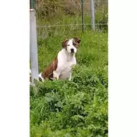 Foto dell\'animale COMUNE DI EBOLI - 380260170233501