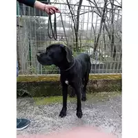 Foto dell\'animale COMUNE DI SALERNO - 380260160540157