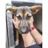 Foto dell\'animale COMUNE DI SALERNO - 380260170246442