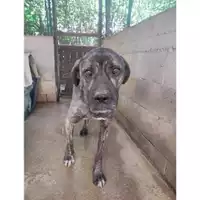 Foto dell\'animale COMUNE DI SACCO - 380260170239014