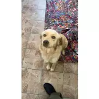 Foto dell\'animale COMUNE DI SALERNO - 380260170246281