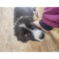 Foto dell\'animale COMUNE DI SALERNO - 380260170246282