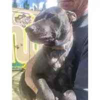 Foto dell\'animale COMUNE DI SALERNO - 380260170246280