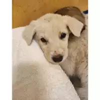 Foto dell\'animale COMUNE DI EBOLI - 380260170237983