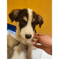 Foto dell\'animale COMUNE DI EBOLI - 380260170237989