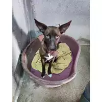 Foto dell\'animale COMUNE DI EBOLI - 380260170235939