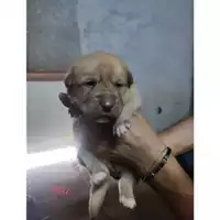 Foto dell\'animale COMUNE DI EBOLI - 380260170235932