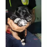 Foto dell\'animale COMUNE DI EBOLI - 380260170235937