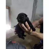 Foto dell\'animale COMUNE DI EBOLI - 380260170235930