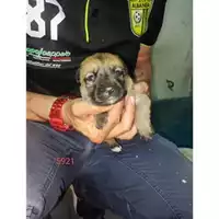 Foto dell\'animale COMUNE DI EBOLI - 380260170235921