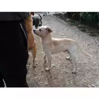 Foto dell\'animale COMUNE DI EBOLI - 380260040590078