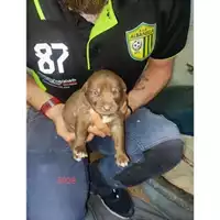 Foto dell\'animale COMUNE DI EBOLI - 380260170235928