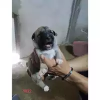Foto dell\'animale COMUNE DI EBOLI - 380260170235922
