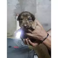Foto dell\'animale COMUNE DI EBOLI - 380260170235924