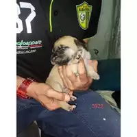 Foto dell\'animale COMUNE DI EBOLI - 380260170235923