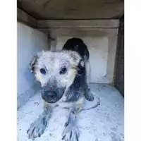 Foto dell\'animale COMUNE DI PELLEZZANO - 380260170246623