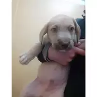 Foto dell\'animale COMUNE DI SALERNO - 380260170244578