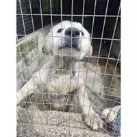 Foto dell\'animale COMUNE GIFFONI VALLE PIANA - 380260044668023
