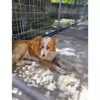 Foto dell\'animale COMUNE GIFFONI VALLE PIANA - 380260170246890