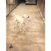 Foto dell\'animale COMUNE DI EBOLI - 380260040811203