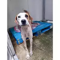 Foto dell\'animale COMUNE GIFFONI VALLE PIANA - 380260044807785