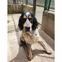 Foto dell\'animale COMUNE DI SACCO - 380260170249446