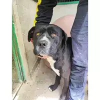 Foto dell\'animale COMUNE DI LAURINO - 380260170249452