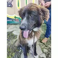Foto dell\'animale COMUNE DI SALERNO - 380260170225027