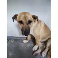 Foto dell\'animale COMUNE GIFFONI VALLE PIANA - 380260044807650