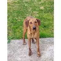 Foto dell\'animale COMUNE DI SALERNO - 380260170249115