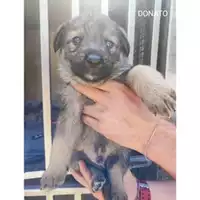 Foto dell\'animale COMUNE DI EBOLI - 380260170235330