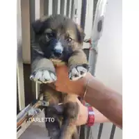 Foto dell\'animale COMUNE DI EBOLI - 380260170235323
