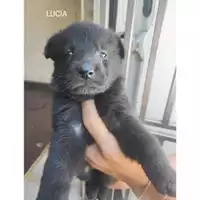 Foto dell\'animale COMUNE DI EBOLI - 380260170235324