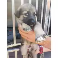 Foto dell\'animale COMUNE DI EBOLI - 380260170235326
