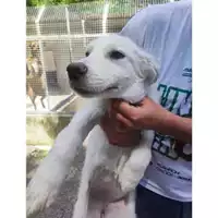 Foto dell\'animale COMUNE DI SALERNO - 380260170244565