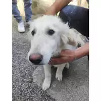 Foto dell\'animale COMUNE DI SALERNO - 380260170246292