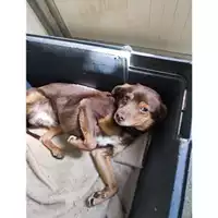 Foto dell\'animale COMUNE DI SALERNO - 380260170246288